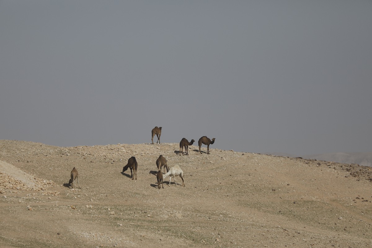 قطيع من الإبل يرعى بسلام في الجبال والمناطق الصحراوية جنوب الخليل، مشهد طبيعي يعكس بساطة حياة البدو وجمال الصحراء، 26 يناير 2026. تصوير: مأمون وزواز