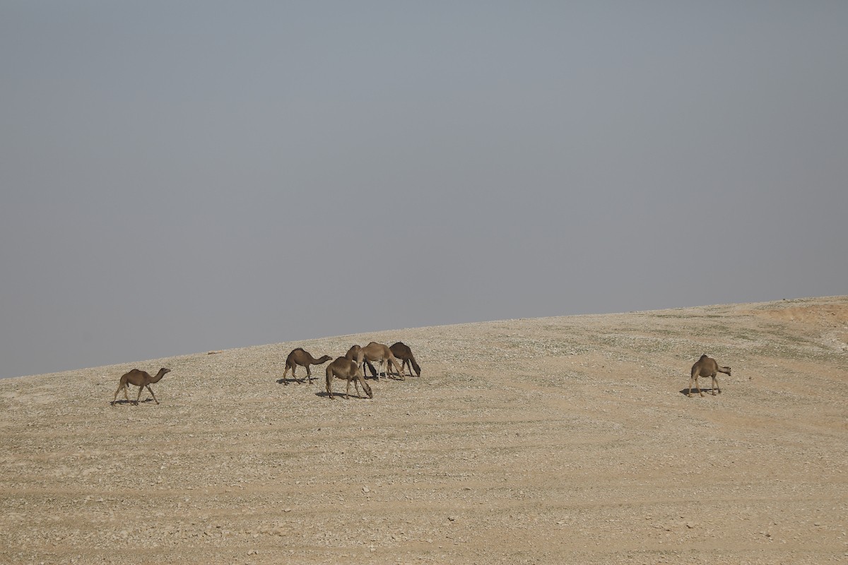 قطيع من الإبل يرعى بسلام في الجبال والمناطق الصحراوية جنوب الخليل، مشهد طبيعي يعكس بساطة حياة البدو وجمال الصحراء، 26 يناير 2026. تصوير: مأمون وزواز