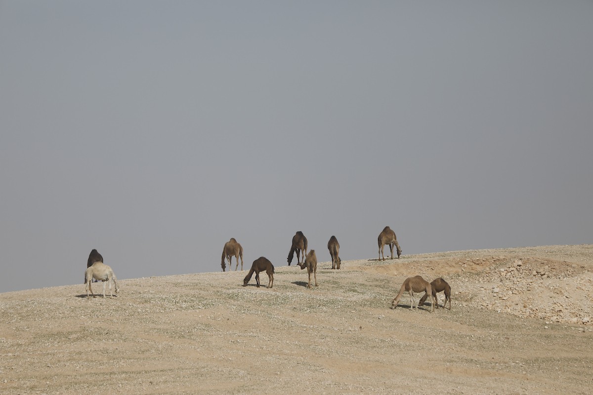 قطيع من الإبل يرعى بسلام في الجبال والمناطق الصحراوية جنوب الخليل، مشهد طبيعي يعكس بساطة حياة البدو وجمال الصحراء، 26 يناير 2026. تصوير: مأمون وزواز