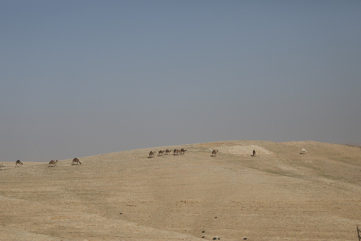قطيع من الإبل يرعى بسلام في الجبال والمناطق الصحراوية جنوب الخليل، مشهد طبيعي يعكس بساطة حياة البدو وجمال الصحراء، 26 يناير 2026. تصوير: مأمون وزواز