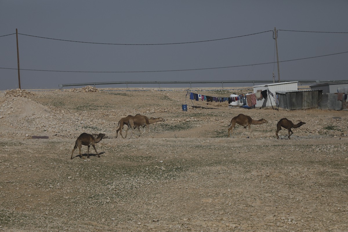 قطيع من الإبل يرعى بسلام في الجبال والمناطق الصحراوية جنوب الخليل، مشهد طبيعي يعكس بساطة حياة البدو وجمال الصحراء، 26 يناير 2026. تصوير: مأمون وزواز