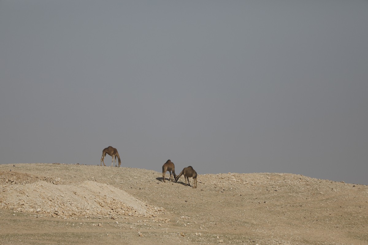 قطيع من الإبل يرعى بسلام في الجبال والمناطق الصحراوية جنوب الخليل، مشهد طبيعي يعكس بساطة حياة البدو وجمال الصحراء، 26 يناير 2026. تصوير: مأمون وزواز