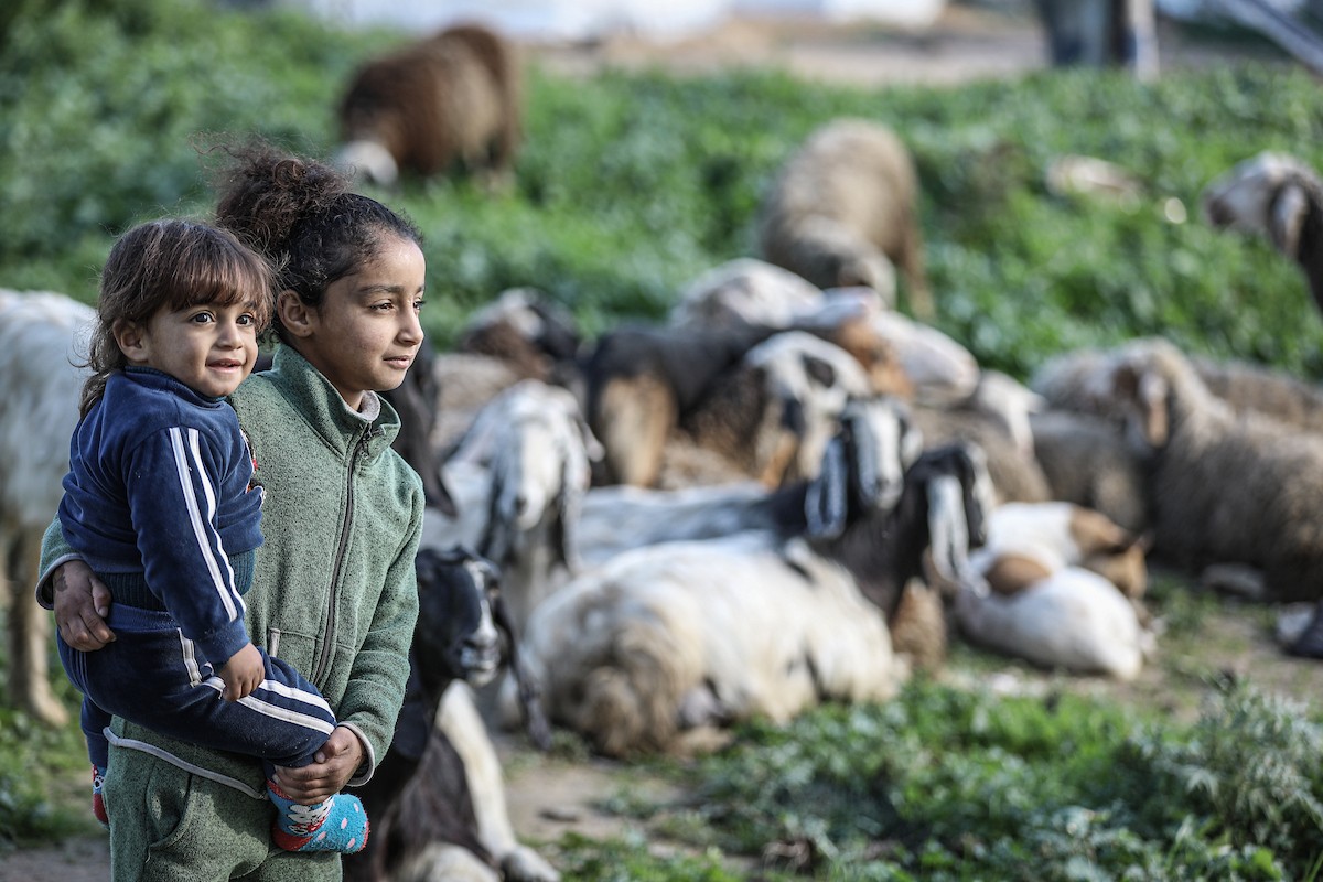 عائلات فلسطينية نازحة تكافح من أجل البقاء في ظروف قاسية بمخيم النصيرات للاجئين وسط قطاع غزة، 29 يناير/كانون الثاني 2026.صورة: رمزي أبو عامر