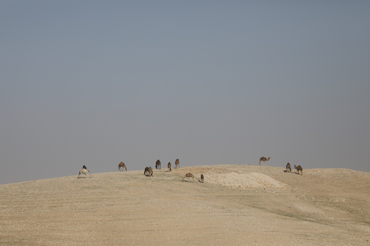 قطيع من الإبل يرعى بسلام في الجبال والمناطق الصحراوية جنوب الخليل، مشهد طبيعي يعكس بساطة حياة البدو وجمال الصحراء، 26 يناير 2026. تصوير: مأمون وزواز
