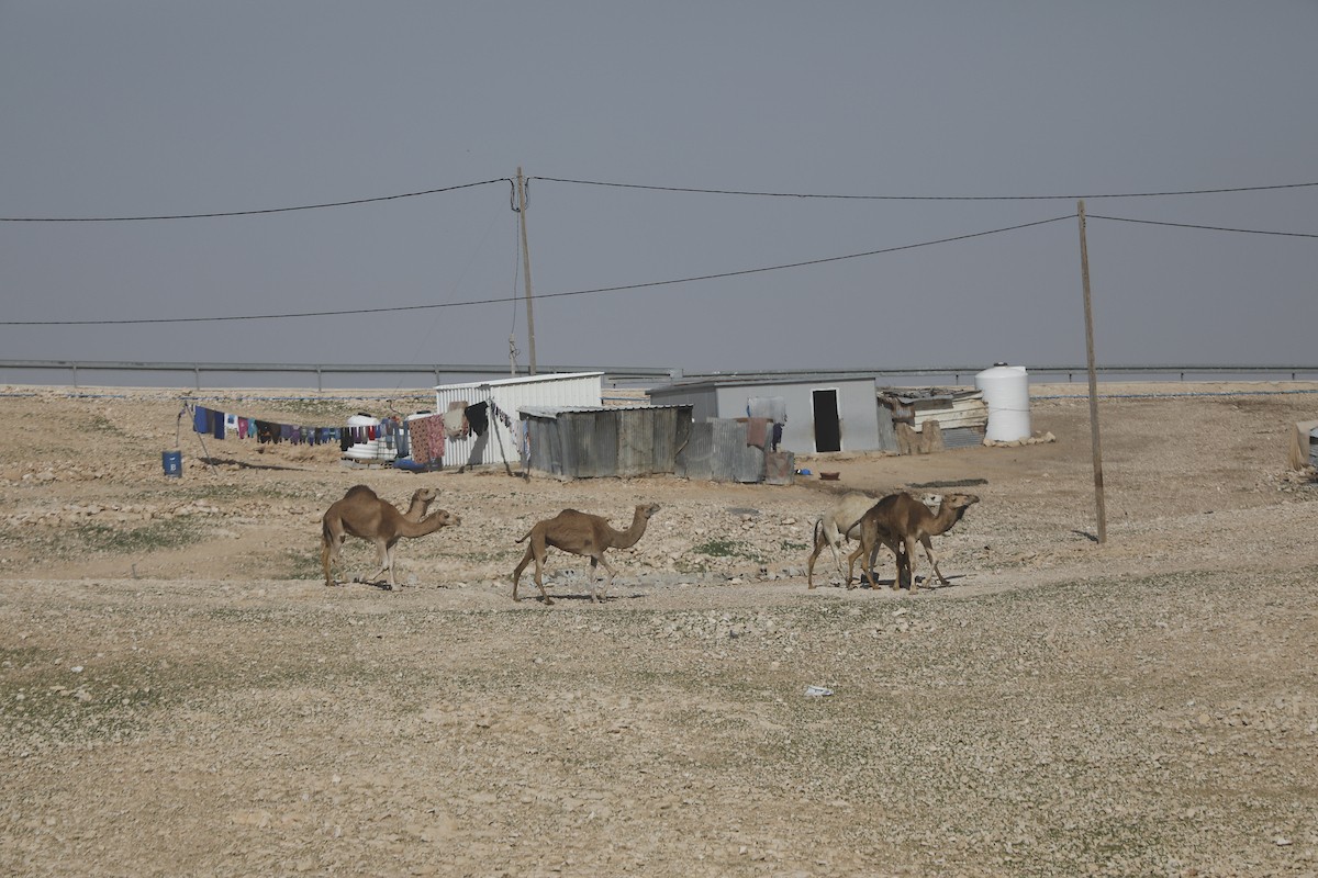 قطيع من الإبل يرعى بسلام في الجبال والمناطق الصحراوية جنوب الخليل، مشهد طبيعي يعكس بساطة حياة البدو وجمال الصحراء، 26 يناير 2026. تصوير: مأمون وزواز