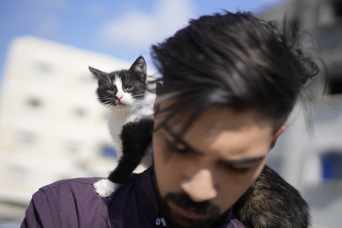 الشاب الفلسطيني عبد الله الزميلي (21 عامًا) يعتني بعدد من القطط الضالة والمصابة، موفّرًا لها الغذاء والعلاج في مأوى أنشأه على سطح منزله بمدينة غزة، في 29 مارس/آذار 2026. (تصوير: محمد عمر)