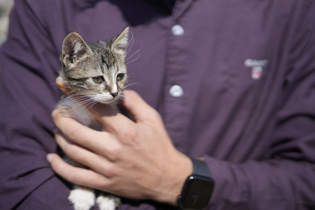 الشاب الفلسطيني عبد الله الزميلي (21 عامًا) يعتني بعدد من القطط الضالة والمصابة، موفّرًا لها الغذاء والعلاج في مأوى أنشأه على سطح منزله بمدينة غزة، في 29 مارس/آذار 2026. (تصوير: محمد عمر)