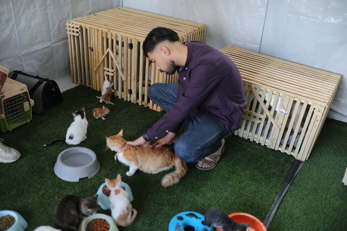 الشاب الفلسطيني عبد الله الزميلي (21 عامًا) يعتني بعدد من القطط الضالة والمصابة، موفّرًا لها الغذاء والعلاج في مأوى أنشأه على سطح منزله بمدينة غزة، في 29 مارس/آذار 2026. (تصوير: محمد عمر)