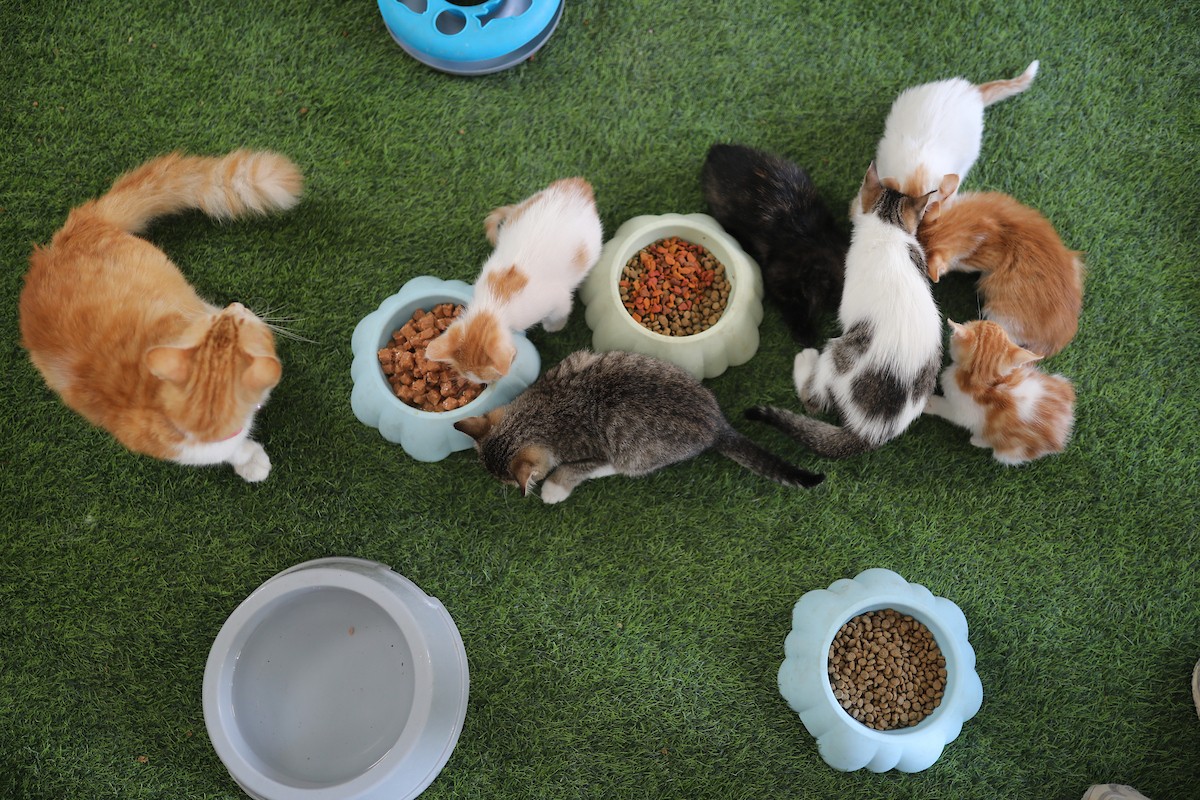 الشاب الفلسطيني عبد الله الزميلي (21 عامًا) يعتني بعدد من القطط الضالة والمصابة، موفّرًا لها الغذاء والعلاج في مأوى أنشأه على سطح منزله بمدينة غزة، في 29 مارس/آذار 2026. (تصوير: محمد عمر)