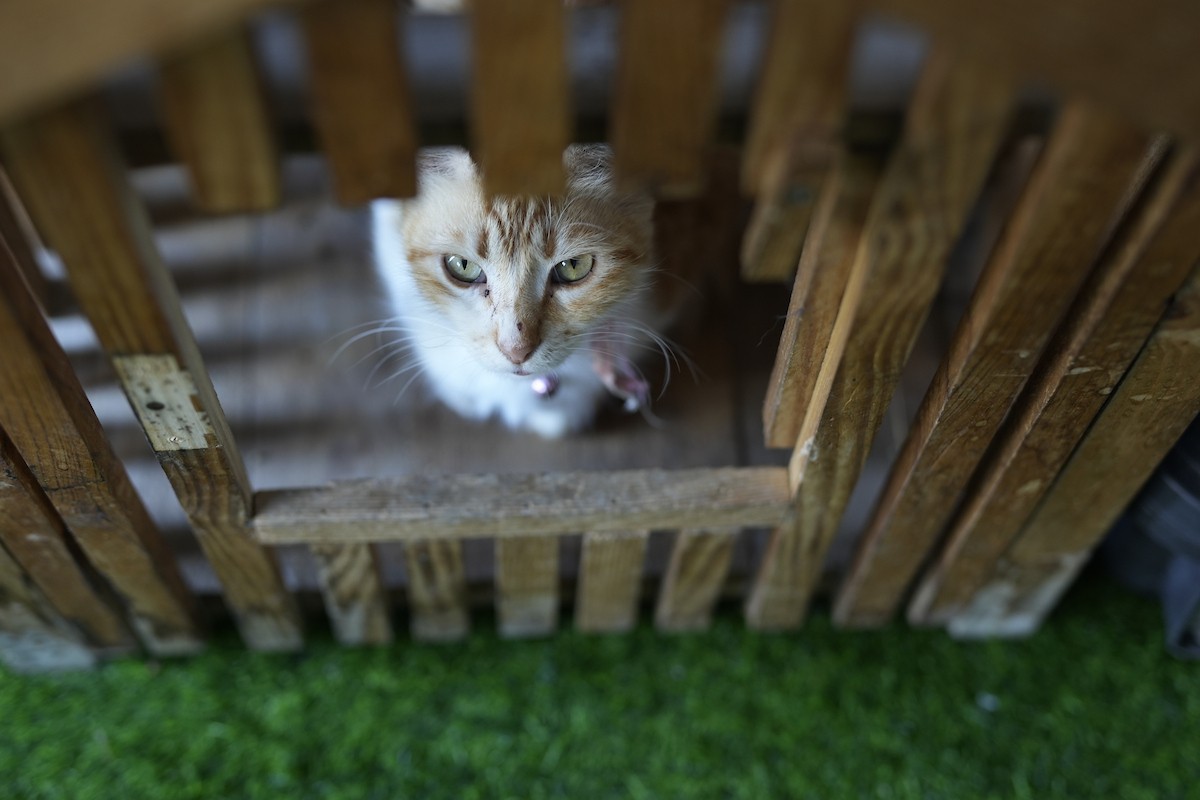 الشاب الفلسطيني عبد الله الزميلي (21 عامًا) يعتني بعدد من القطط الضالة والمصابة، موفّرًا لها الغذاء والعلاج في مأوى أنشأه على سطح منزله بمدينة غزة، في 29 مارس/آذار 2026. (تصوير: محمد عمر)