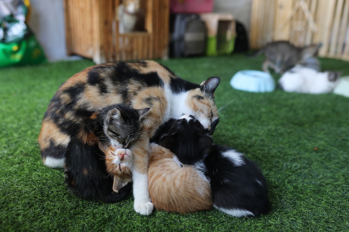 الشاب الفلسطيني عبد الله الزميلي (21 عامًا) يعتني بعدد من القطط الضالة والمصابة، موفّرًا لها الغذاء والعلاج في مأوى أنشأه على سطح منزله بمدينة غزة، في 29 مارس/آذار 2026. (تصوير: محمد عمر)