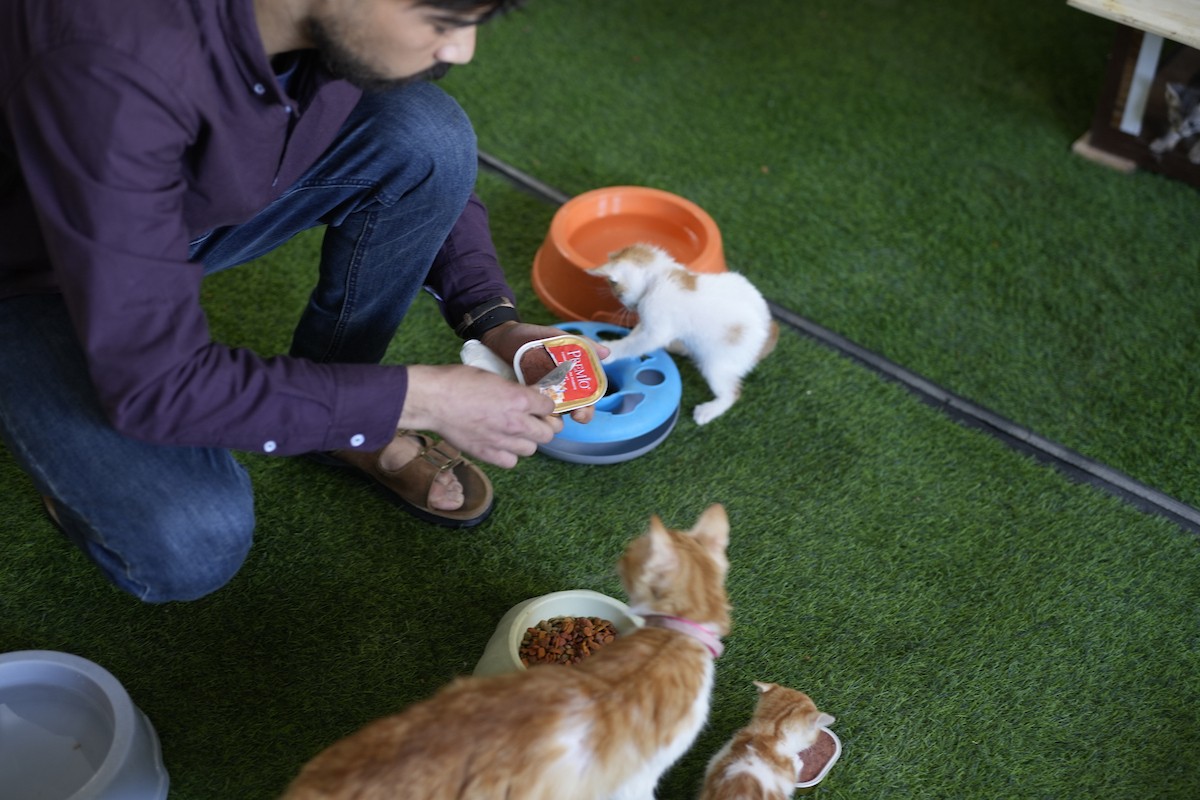 الشاب الفلسطيني عبد الله الزميلي (21 عامًا) يعتني بعدد من القطط الضالة والمصابة، موفّرًا لها الغذاء والعلاج في مأوى أنشأه على سطح منزله بمدينة غزة، في 29 مارس/آذار 2026. (تصوير: محمد عمر)