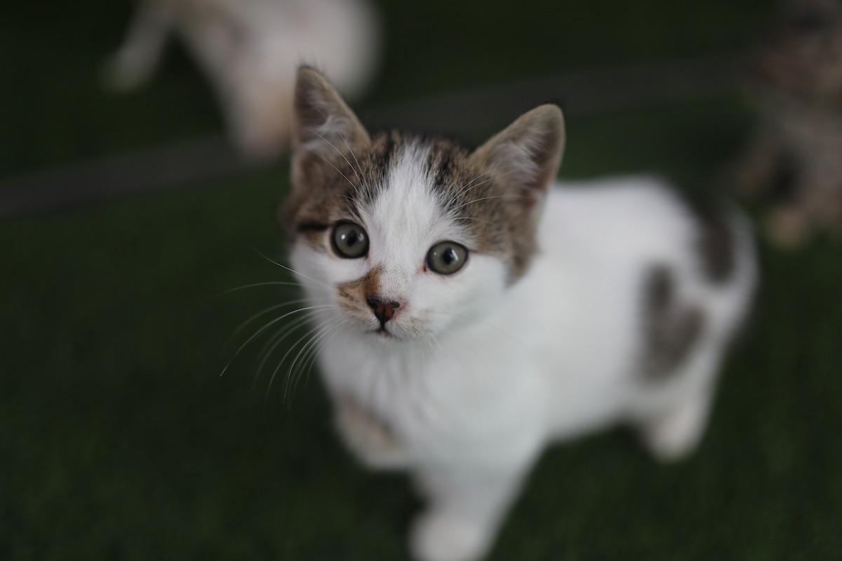 الشاب الفلسطيني عبد الله الزميلي (21 عامًا) يعتني بعدد من القطط الضالة والمصابة، موفّرًا لها الغذاء والعلاج في مأوى أنشأه على سطح منزله بمدينة غزة، في 29 مارس/آذار 2026. (تصوير: محمد عمر)