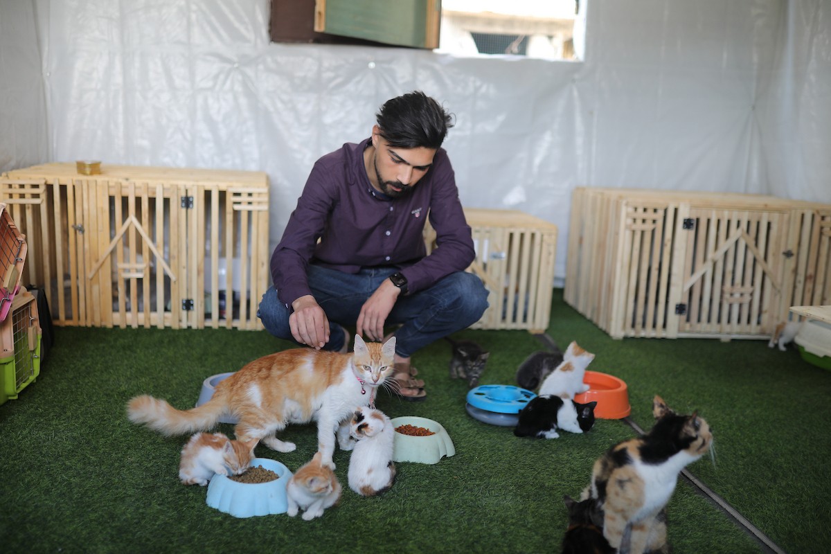 الشاب الفلسطيني عبد الله الزميلي (21 عامًا) يعتني بعدد من القطط الضالة والمصابة، موفّرًا لها الغذاء والعلاج في مأوى أنشأه على سطح منزله بمدينة غزة، في 29 مارس/آذار 2026. (تصوير: محمد عمر)