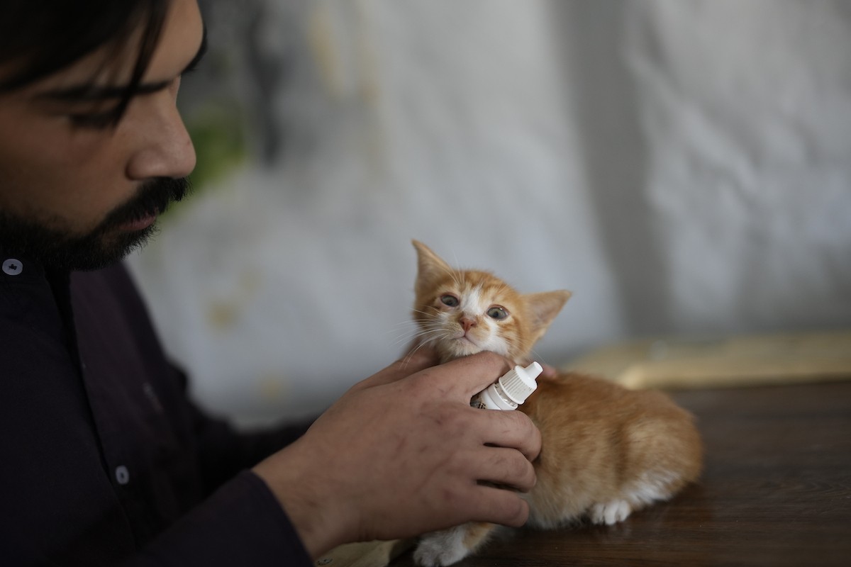 الشاب الفلسطيني عبد الله الزميلي (21 عامًا) يعتني بعدد من القطط الضالة والمصابة، موفّرًا لها الغذاء والعلاج في مأوى أنشأه على سطح منزله بمدينة غزة، في 29 مارس/آذار 2026. (تصوير: محمد عمر)