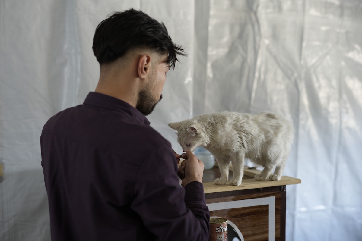 الشاب الفلسطيني عبد الله الزميلي (21 عامًا) يعتني بعدد من القطط الضالة والمصابة، موفّرًا لها الغذاء والعلاج في مأوى أنشأه على سطح منزله بمدينة غزة، في 29 مارس/آذار 2026. (تصوير: محمد عمر)