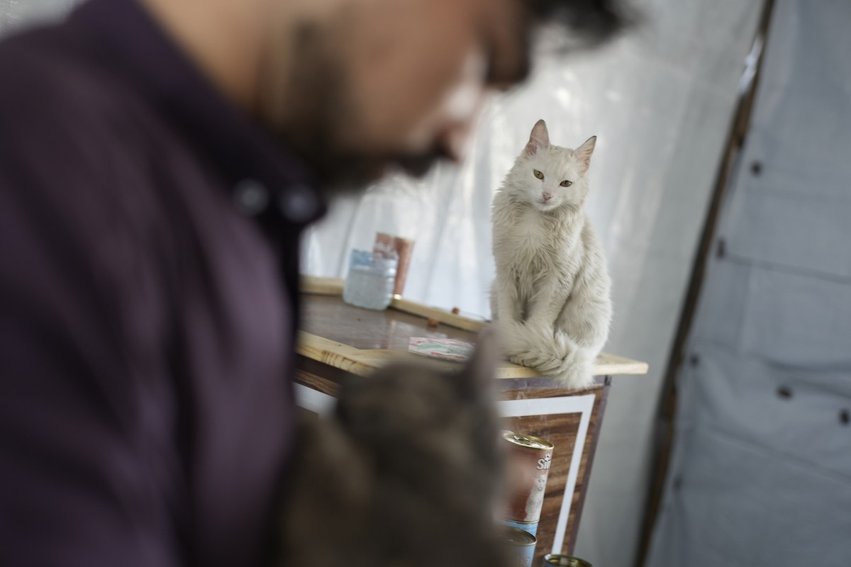 الشاب الفلسطيني عبد الله الزميلي (21 عامًا) يعتني بعدد من القطط الضالة والمصابة، موفّرًا لها الغذاء والعلاج في مأوى أنشأه على سطح منزله بمدينة غزة، في 29 مارس/آذار 2026. (تصوير: محمد عمر)