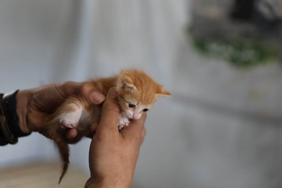 الشاب الفلسطيني عبد الله الزميلي (21 عامًا) يعتني بعدد من القطط الضالة والمصابة، موفّرًا لها الغذاء والعلاج في مأوى أنشأه على سطح منزله بمدينة غزة، في 29 مارس/آذار 2026. (تصوير: محمد عمر)