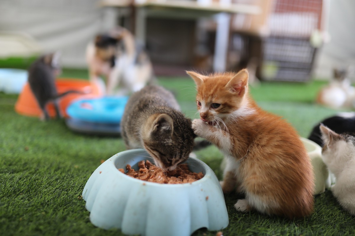الشاب الفلسطيني عبد الله الزميلي (21 عامًا) يعتني بعدد من القطط الضالة والمصابة، موفّرًا لها الغذاء والعلاج في مأوى أنشأه على سطح منزله بمدينة غزة، في 29 مارس/آذار 2026. (تصوير: محمد عمر)