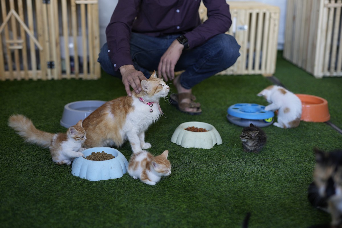 الشاب الفلسطيني عبد الله الزميلي (21 عامًا) يعتني بعدد من القطط الضالة والمصابة، موفّرًا لها الغذاء والعلاج في مأوى أنشأه على سطح منزله بمدينة غزة، في 29 مارس/آذار 2026. (تصوير: محمد عمر)