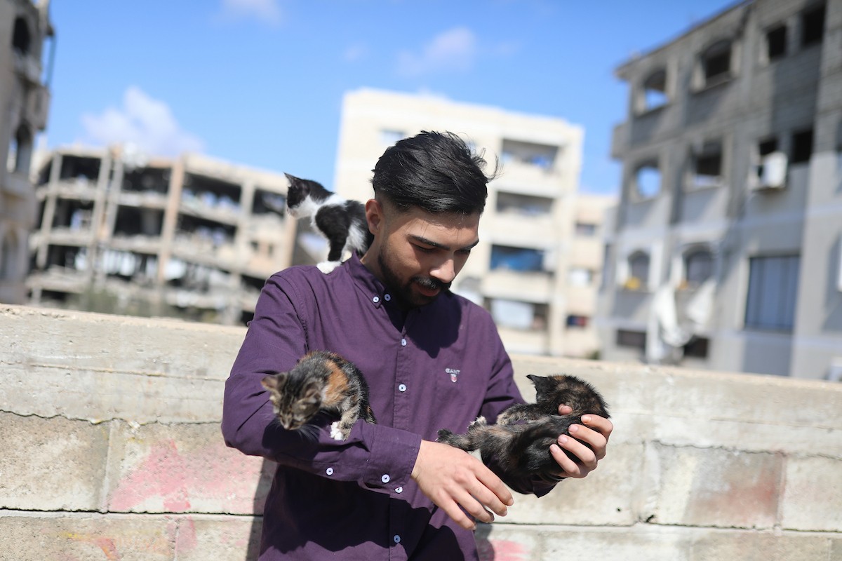 الشاب الفلسطيني عبد الله الزميلي (21 عامًا) يعتني بعدد من القطط الضالة والمصابة، موفّرًا لها الغذاء والعلاج في مأوى أنشأه على سطح منزله بمدينة غزة، في 29 مارس/آذار 2026. (تصوير: محمد عمر)