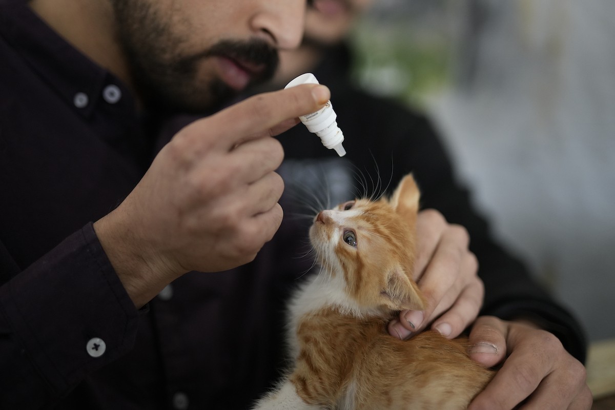 الشاب الفلسطيني عبد الله الزميلي (21 عامًا) يعتني بعدد من القطط الضالة والمصابة، موفّرًا لها الغذاء والعلاج في مأوى أنشأه على سطح منزله بمدينة غزة، في 29 مارس/آذار 2026. (تصوير: محمد عمر)