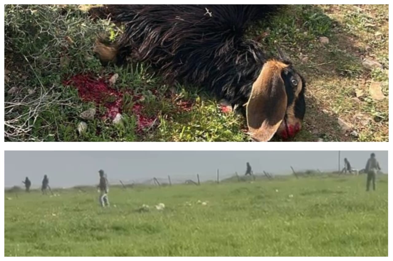 معازي جبع.jfif