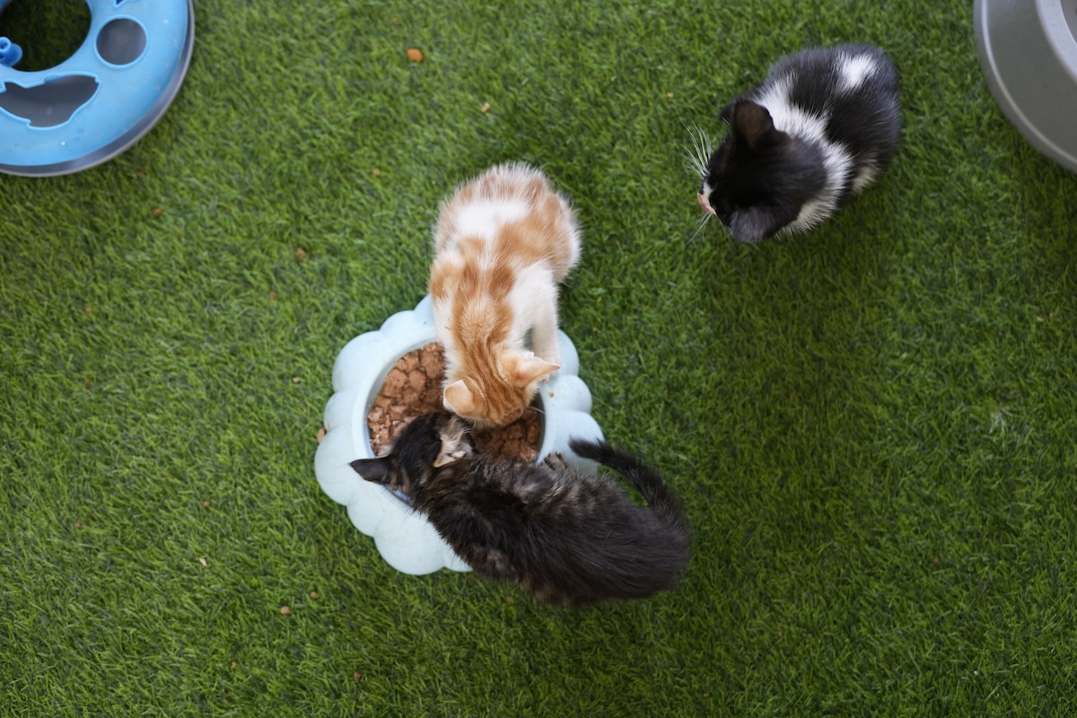 الشاب الفلسطيني عبد الله الزميلي (21 عامًا) يعتني بعدد من القطط الضالة والمصابة، موفّرًا لها الغذاء والعلاج في مأوى أنشأه على سطح منزله بمدينة غزة، في 29 مارس/آذار 2026. (تصوير: محمد عمر)