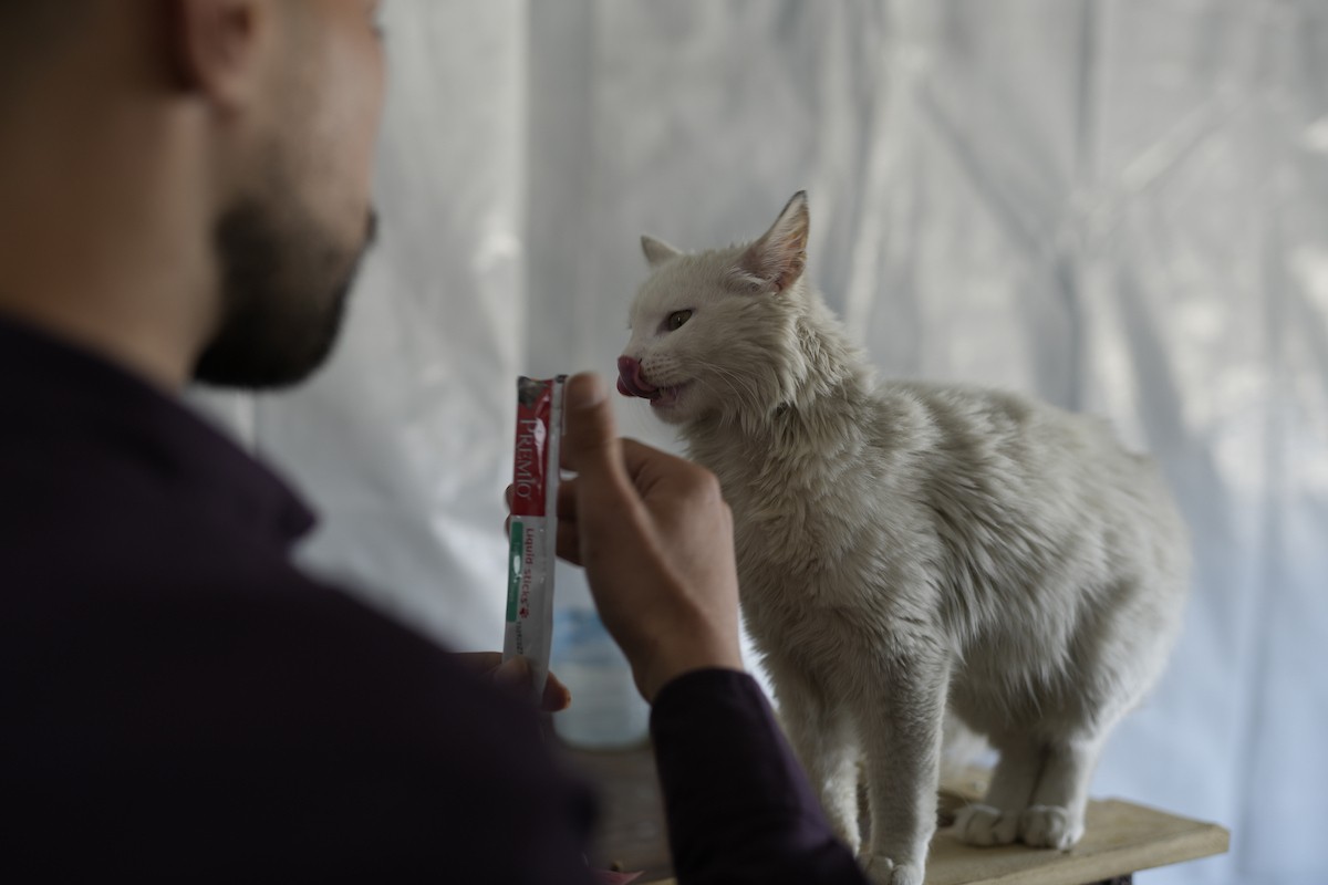 الشاب الفلسطيني عبد الله الزميلي (21 عامًا) يعتني بعدد من القطط الضالة والمصابة، موفّرًا لها الغذاء والعلاج في مأوى أنشأه على سطح منزله بمدينة غزة، في 29 مارس/آذار 2026. (تصوير: محمد عمر)
