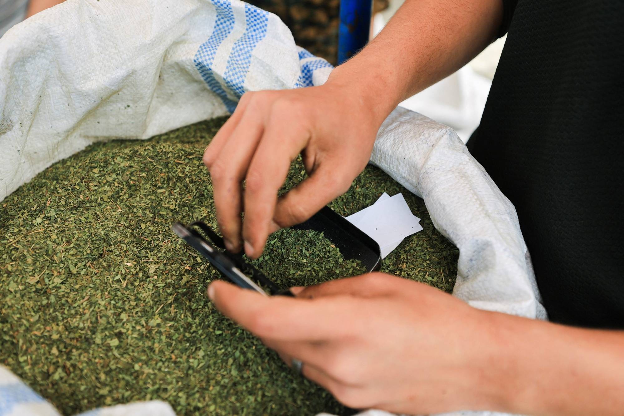 المدخنون باتوا يجففون أوراقها ويخلطونها بسائل النيكوتين قبل لفّها وتدخينها (رويترز).jpeg