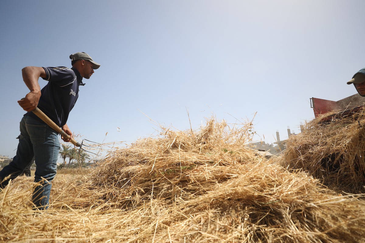 مزارعون فلسطينيون يحصدون القمح بالطرق التقليدية شرق دير البلح وسط قطاع غزة، في 20 أيار/ مايو 2026، وسط الحرب والحصار ونقص حاد في الغذاء والإمدادات الأساسية. تصوير: حسن الجديدي.