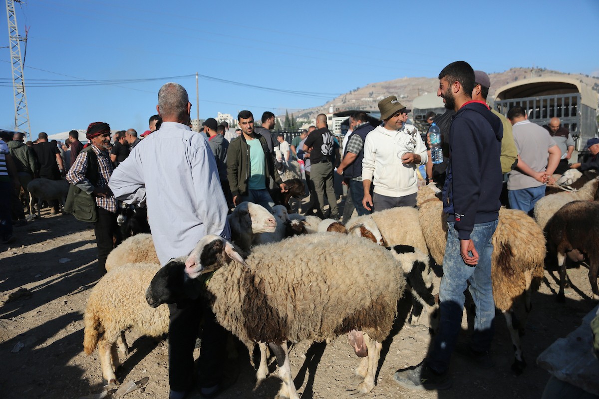 فلسطينيون يتسوقون الأغنام والماعز في سوق للمواشي بمدينة نابلس بالضفة الغربية، قبيل عيد الأضحى، 25 مايو/أيار 2026. تصوير: محمد ناصر