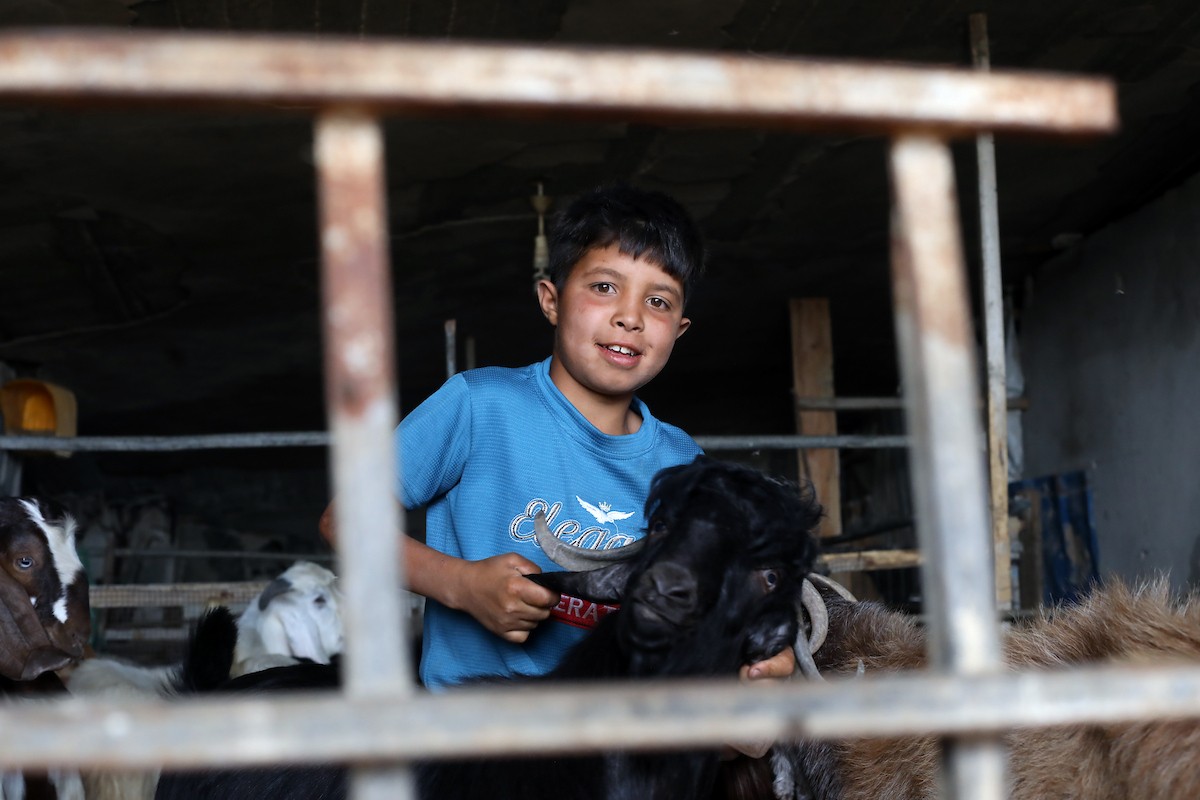 الفلسطيني جمال النادي يرعى أغنامه وماعزه بين أنقاض منزله المدمر في حي الزيتون شرق مدينة غزة، في 21 مايو/أيار 2026، محاولا الحفاظ على مصدر رزقه قبل عيد الأضحى. الصورة: بلال أسامة.