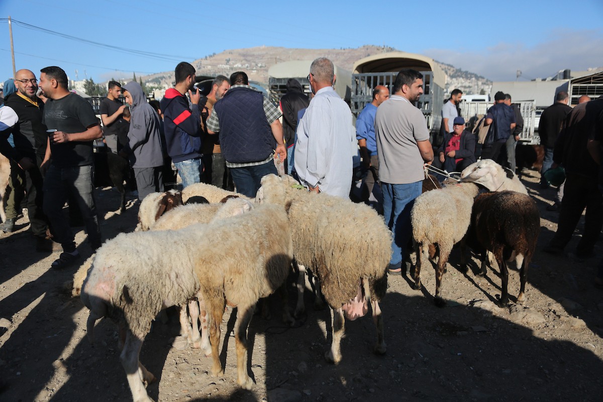 فلسطينيون يتسوقون الأغنام والماعز في سوق للمواشي بمدينة نابلس بالضفة الغربية، قبيل عيد الأضحى، 25 مايو/أيار 2026. تصوير: محمد ناصر