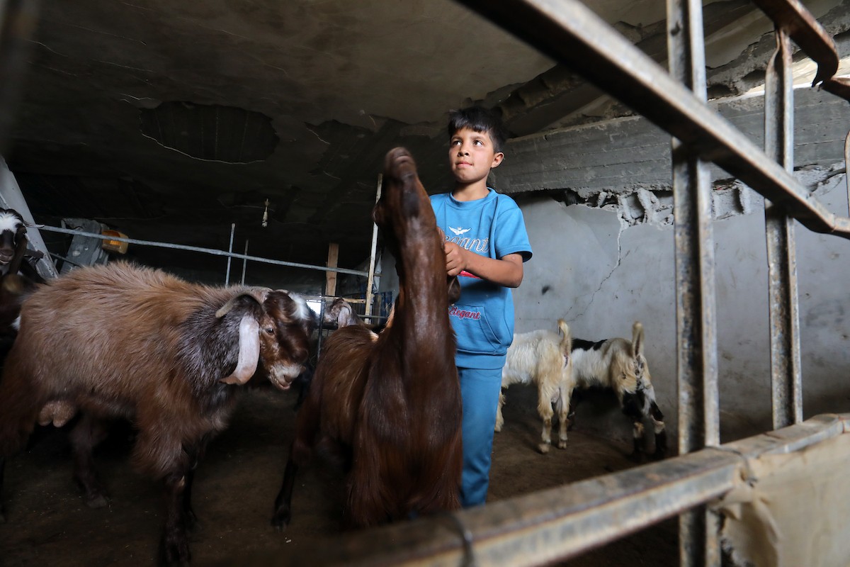 الفلسطيني جمال النادي يرعى أغنامه وماعزه بين أنقاض منزله المدمر في حي الزيتون شرق مدينة غزة، في 21 مايو/أيار 2026، محاولا الحفاظ على مصدر رزقه قبل عيد الأضحى. الصورة: بلال أسامة.