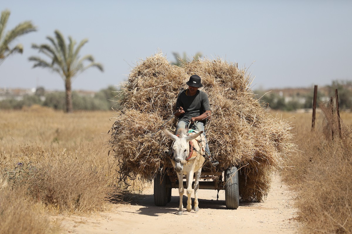 مزارعون فلسطينيون يحصدون القمح بالطرق التقليدية شرق دير البلح وسط قطاع غزة، في 20 أيار/ مايو 2026، وسط الحرب والحصار ونقص حاد في الغذاء والإمدادات الأساسية. تصوير: حسن الجديدي.
