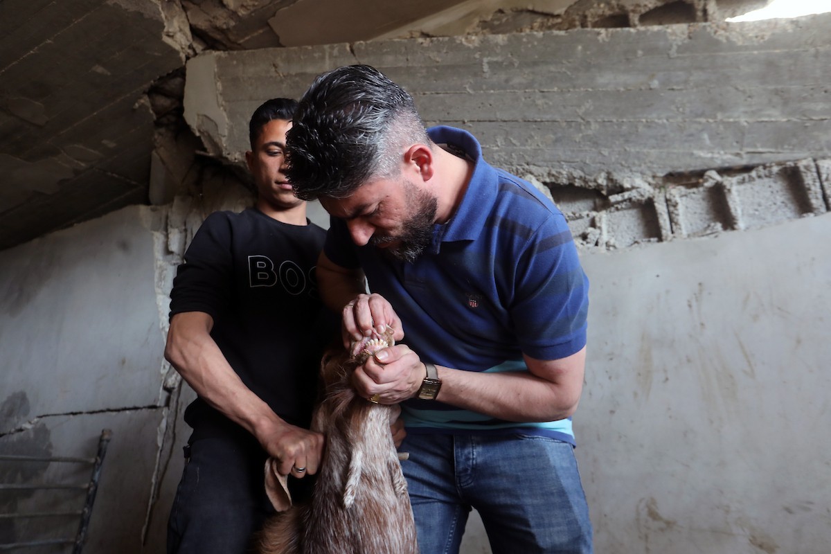 الفلسطيني جمال النادي يرعى أغنامه وماعزه بين أنقاض منزله المدمر في حي الزيتون شرق مدينة غزة، في 21 مايو/أيار 2026، محاولا الحفاظ على مصدر رزقه قبل عيد الأضحى. الصورة: بلال أسامة.