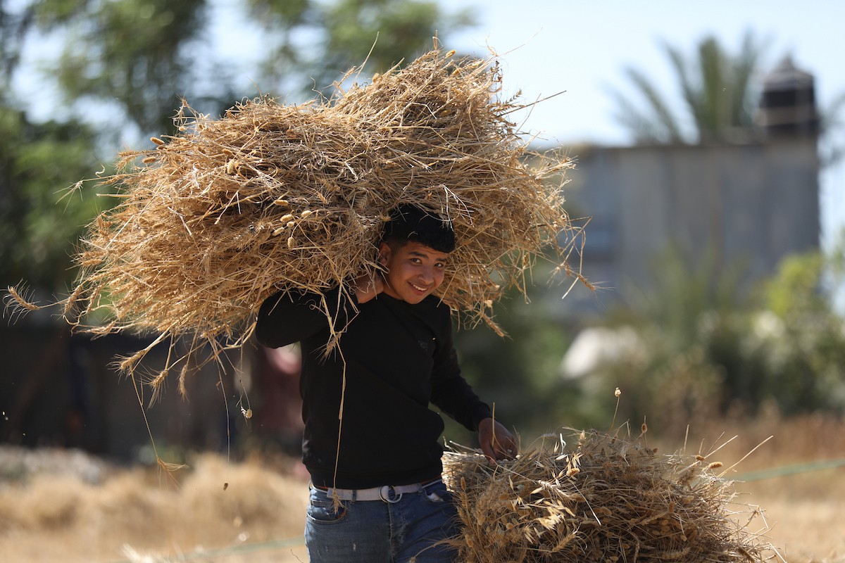 مزارعون فلسطينيون يحصدون القمح بالطرق التقليدية شرق دير البلح وسط قطاع غزة، في 20 أيار/ مايو 2026، وسط الحرب والحصار ونقص حاد في الغذاء والإمدادات الأساسية. تصوير: حسن الجديدي.