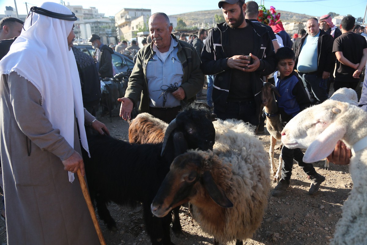 فلسطينيون يتسوقون الأغنام والماعز في سوق للمواشي بمدينة نابلس بالضفة الغربية، قبيل عيد الأضحى، 25 مايو/أيار 2026. تصوير: محمد ناصر