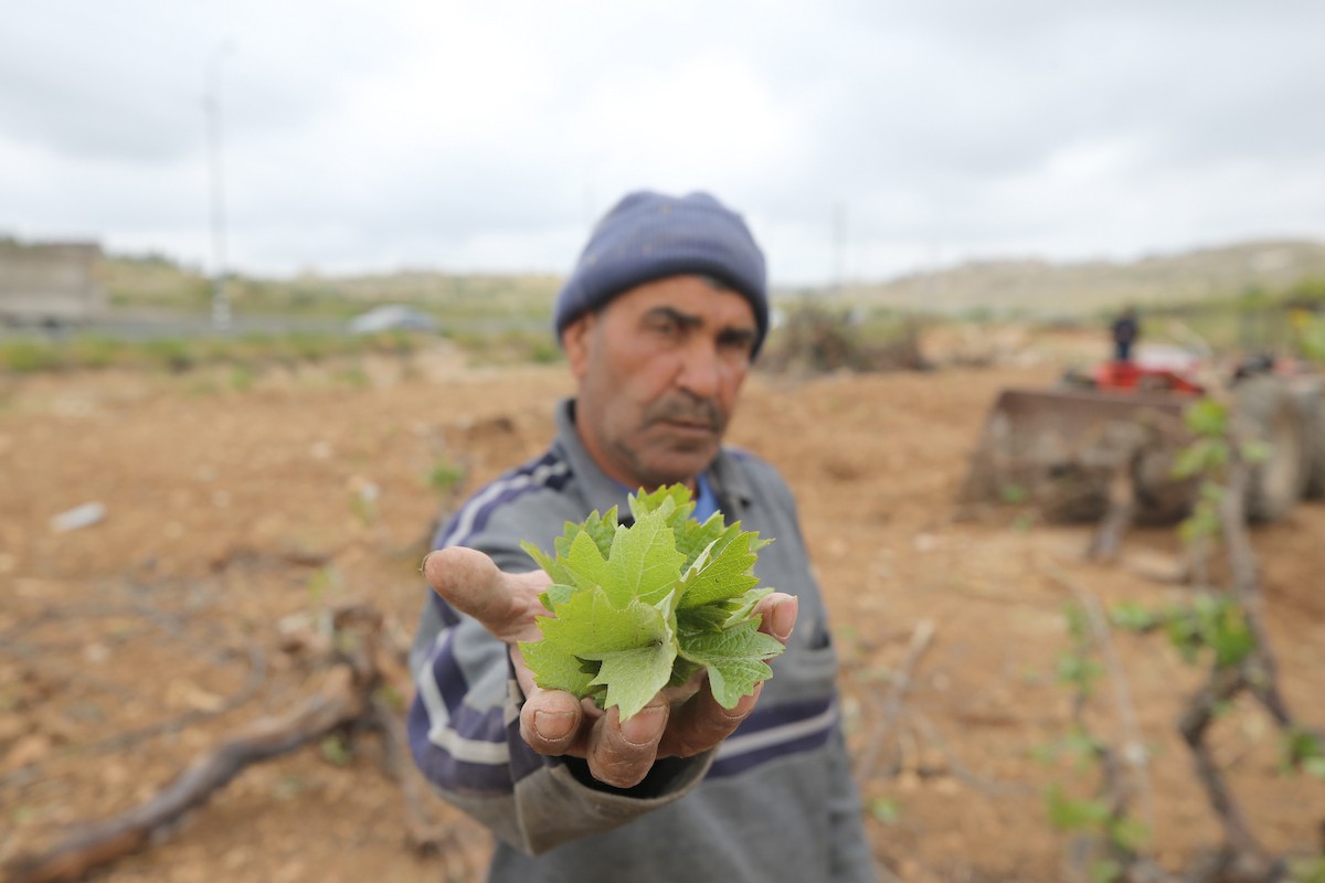 مزارع فلسطيني يتفقد أرضه بعد بدء القوات الإسرائيلية بالاستيلاء على أراضٍ زراعية واقتلاع آلاف كروم العنب في منطقة البقعة، جنوب الخليل، في الضفة الغربية المحتلة، في 6 مايو/أيار 2026.تصوير: مأمون وزواز