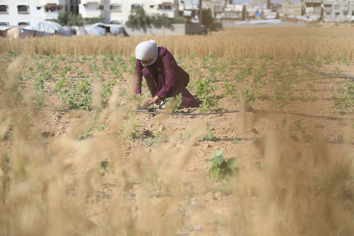 في مخيم البريج وسط قطاع غزة، تعمل الفلسطينية سلامة القريناوي، البالغة من العمر 25 عاماً، في أرض زراعية بتاريخ 7 مايو/أيار 2026، بعدما أجبرتها الحرب على ترك دراستها والبحث عن مصدر رزق لإعالة أسرتها.الصورة: حسن الجديدي
