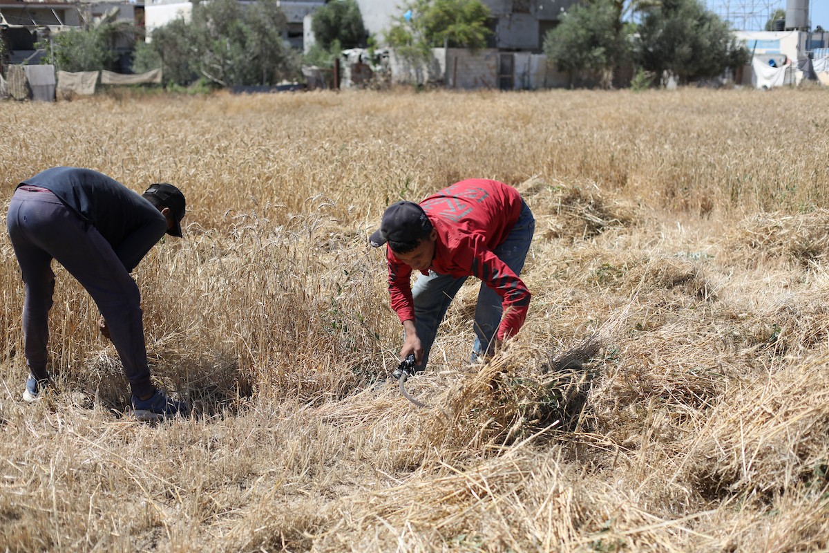 مزارعون فلسطينيون يحصدون القمح بالطرق التقليدية شرق دير البلح وسط قطاع غزة، في 20 أيار/ مايو 2026، وسط الحرب والحصار ونقص حاد في الغذاء والإمدادات الأساسية. تصوير: حسن الجديدي.