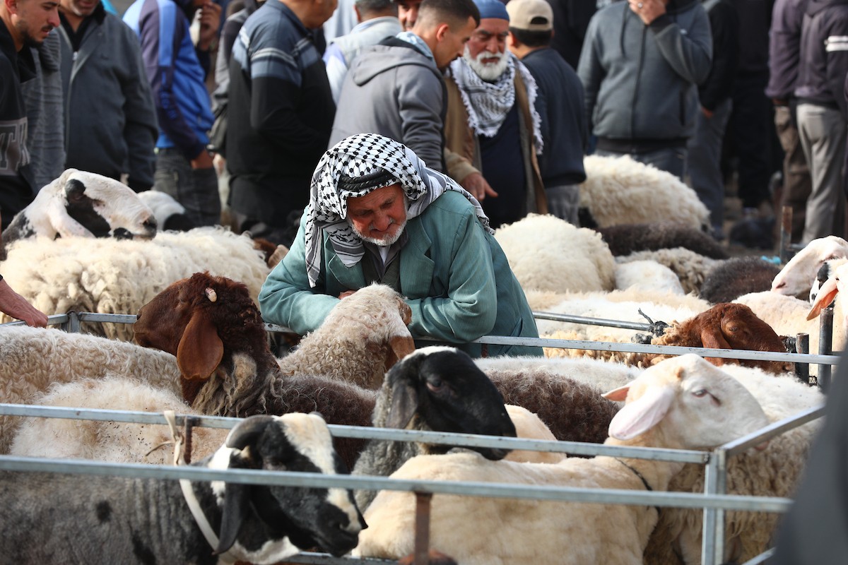 تجمّع الفلسطينيون في سوق للمواشي في الخليل، جنوب الضفة الغربية المحتلة، في 22 مايو/أيار 2026، لشراء وبيع الأغنام استعدادًا لعيد الأضحى.صورة: مأمون وزواز