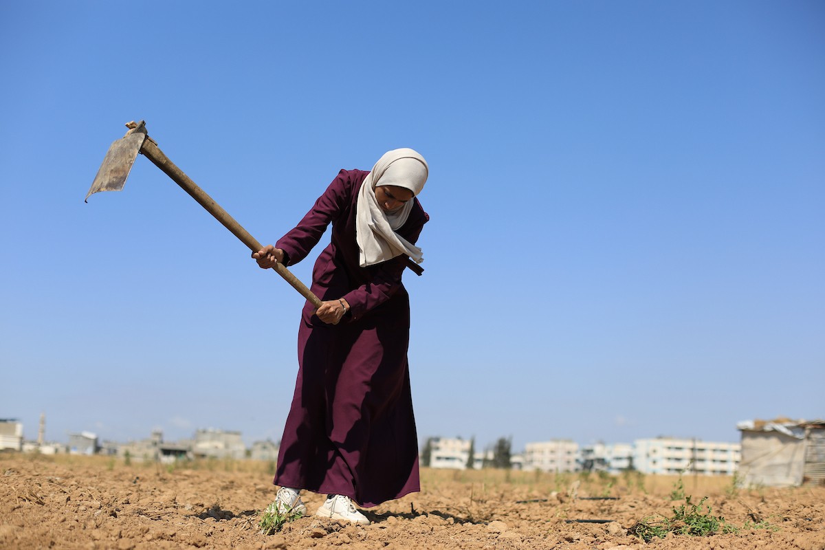 في مخيم البريج وسط قطاع غزة، تعمل الفلسطينية سلامة القريناوي، البالغة من العمر 25 عاماً، في أرض زراعية بتاريخ 7 مايو/أيار 2026، بعدما أجبرتها الحرب على ترك دراستها والبحث عن مصدر رزق لإعالة أسرتها.الصورة: حسن الجديدي