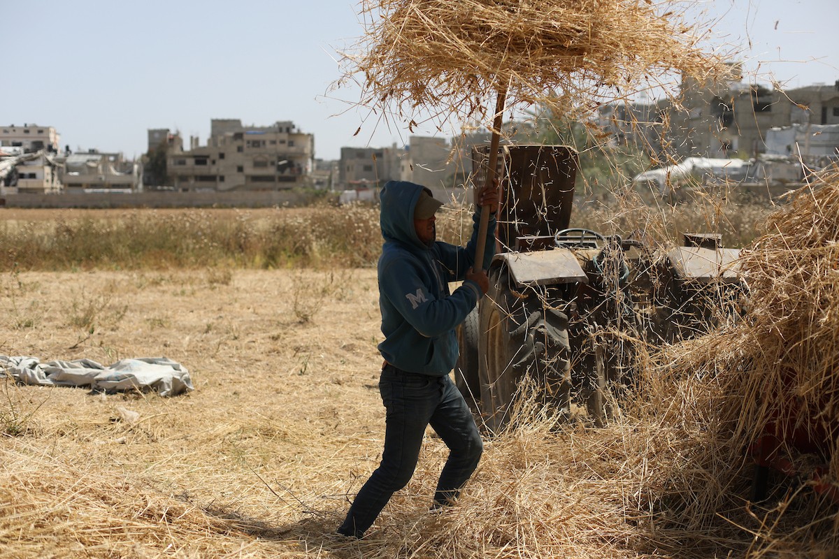 مزارعون فلسطينيون يحصدون القمح بالطرق التقليدية شرق دير البلح وسط قطاع غزة، في 20 أيار/ مايو 2026، وسط الحرب والحصار ونقص حاد في الغذاء والإمدادات الأساسية. تصوير: حسن الجديدي.