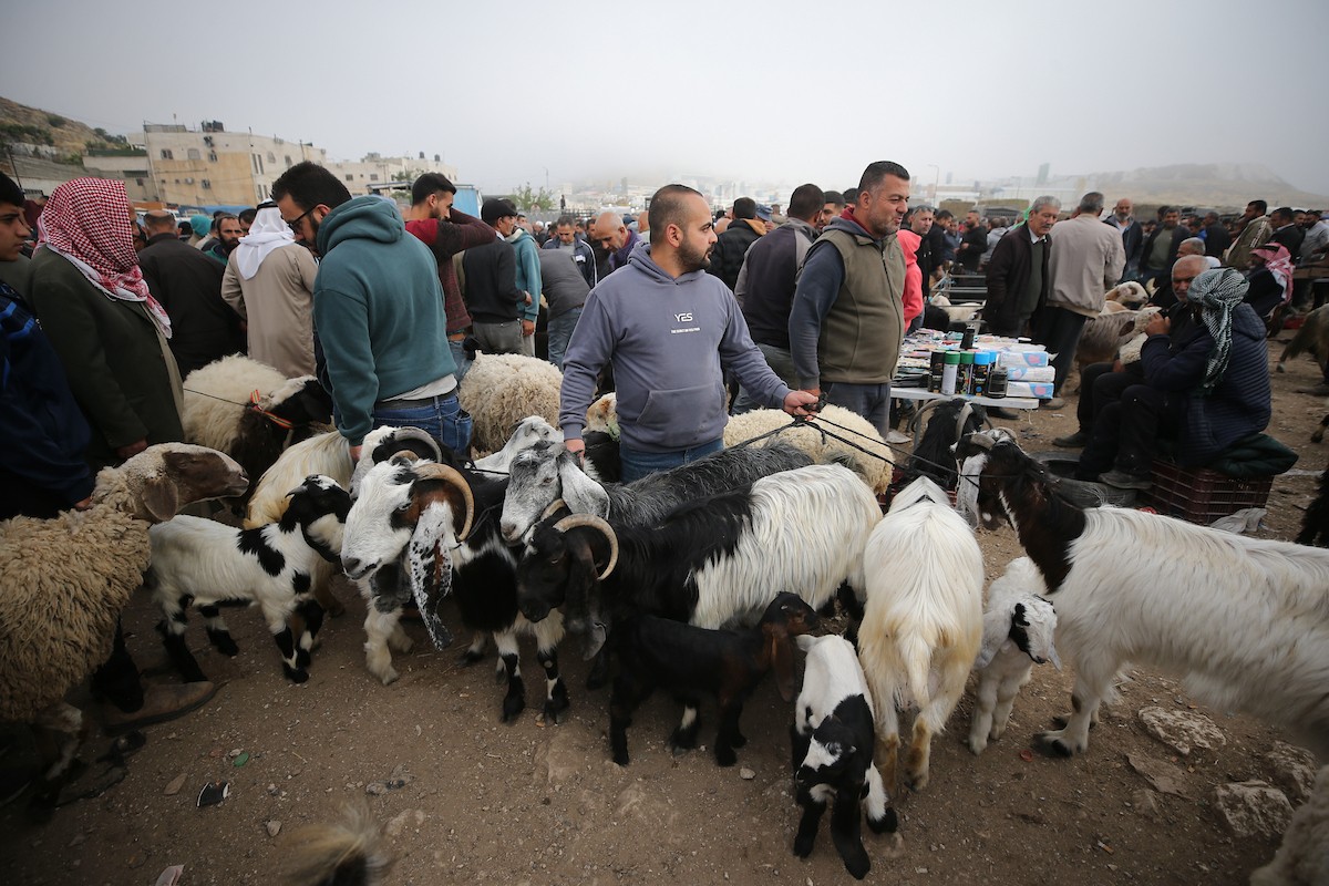 تجمّع الفلسطينيون في سوق للمواشي في الخليل، جنوب الضفة الغربية المحتلة، في 22 مايو/أيار 2026، لشراء وبيع الأغنام استعدادًا لعيد الأضحى.صورة: مأمون وزواز