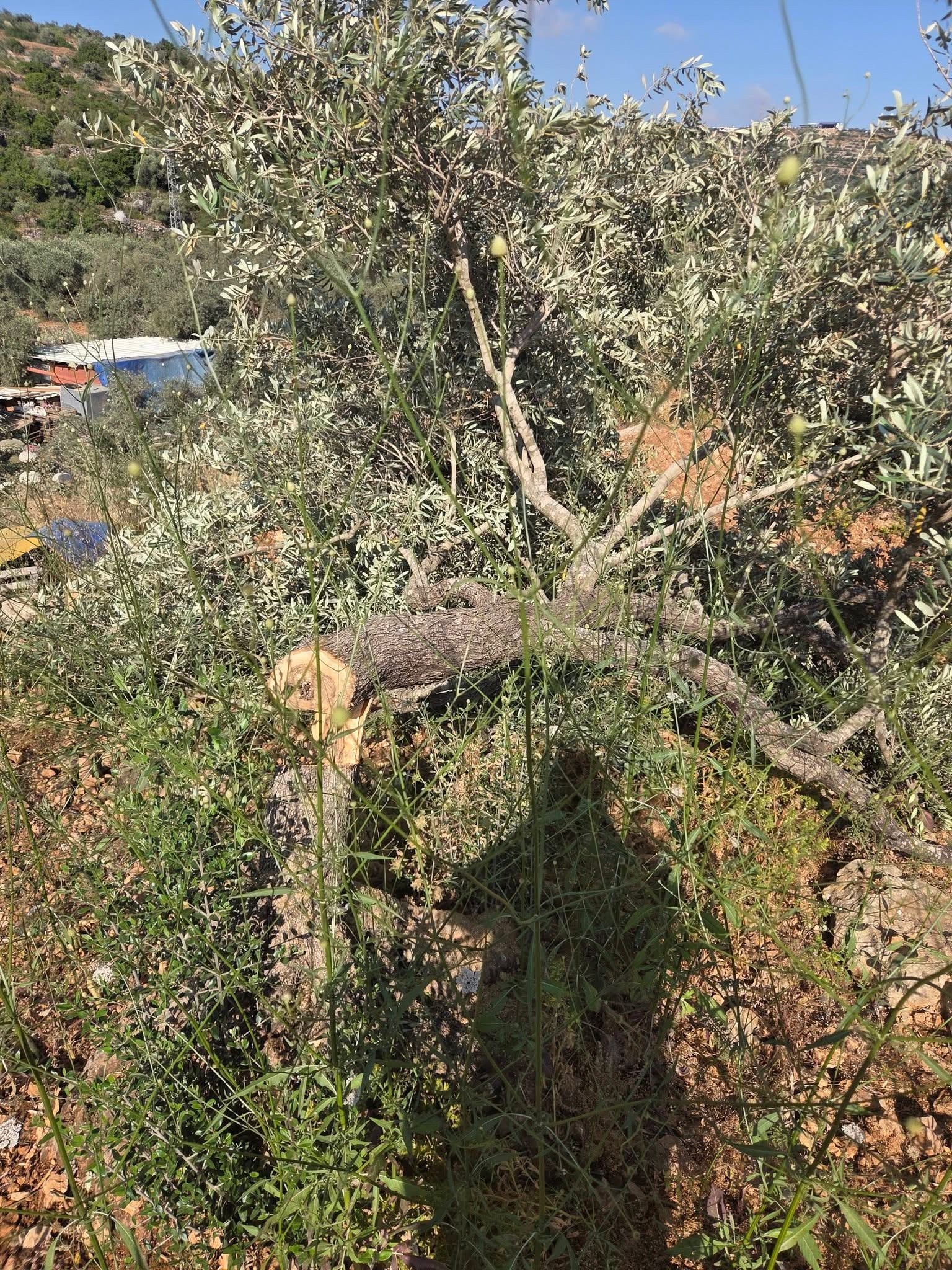 جانب من اعتداء المستعمرين على أشجار الزيتون في واد الشاعر.jpeg