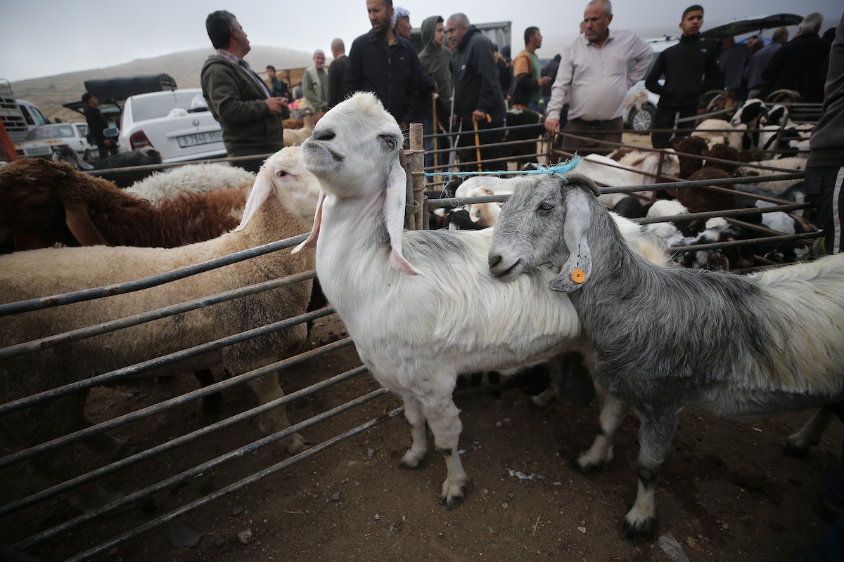 تجمّع الفلسطينيون في سوق للمواشي في الخليل، جنوب الضفة الغربية المحتلة، في 22 مايو/أيار 2026، لشراء وبيع الأغنام استعدادًا لعيد الأضحى.صورة: مأمون وزواز