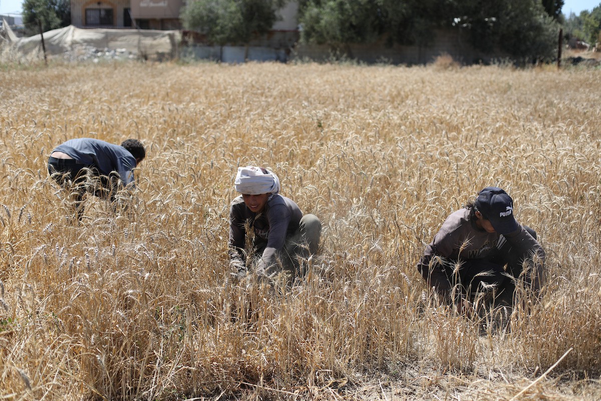 مزارعون فلسطينيون يحصدون القمح بالطرق التقليدية شرق دير البلح وسط قطاع غزة، في 20 أيار/ مايو 2026، وسط الحرب والحصار ونقص حاد في الغذاء والإمدادات الأساسية. تصوير: حسن الجديدي.