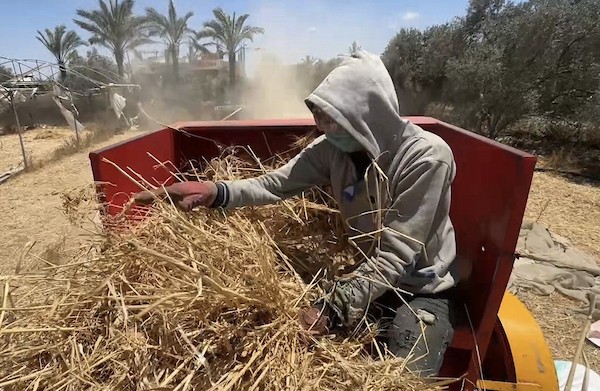 يحصد مزارعون فلسطينيون حقول القمح قرب 